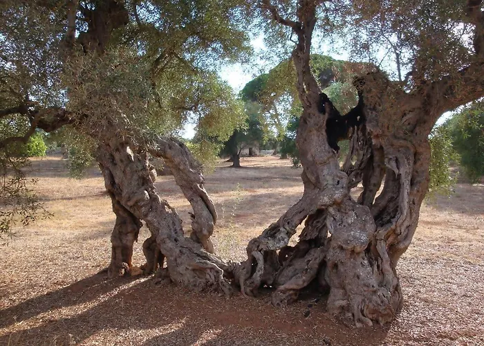 Feudo - Pajara Curte 3 By Salento Prime